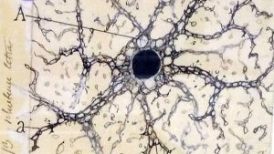Dibujo de Ramón y Cajal. Conexiones neuronales.
